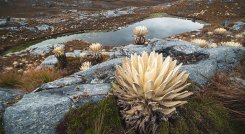 Los frailejones, son una de las especies endémicas que solo se pueden observar en los páramos.