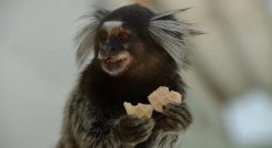Y los titíes resultan una especie ideal para estudiar debido a su estructura social muy cohesionada. /Foto: Cortesía