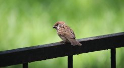 Es lo que se conoce como contaminación acústica, una realidad que produce efectos negativos sobre la salud de los animales.