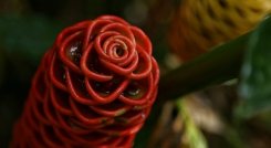 Reactivación turística y económica en los departamentos de Risaralda, Quindío y Caldas. / Foto: Colprensa