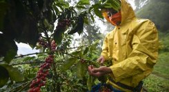 recolección de cafe