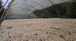 Café de Norte de Santander 