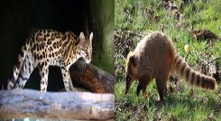 El puma y el oso han sido vistos en Santurbán./FOTO: Cortesía.