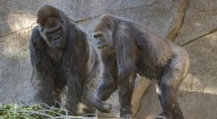 En enero varios primates dieron positivo para el coronavirus. / Foto: AFP