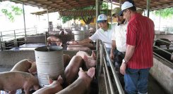 Porcicultores de Norte de Santander buscan mejorar técnicas para aumentar sus producciones. / Foto Archivo La Opinión