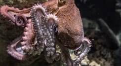 El estudio se hizo en Brasil. / Foto: Cortesía