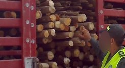 Entre la madera comercializada están el cedro, pardillo, nogal y cafetero. / Foto: Archivo-referencial