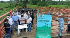 Proyectos productivos en los procesos de reincorporación.