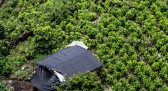 La ley plantea que sea el Estado el que compre a los campesinos la producción de esta planta para que la misma pueda ser distribuida de forma controlada a las personas que deseen consumirla. / Foto: Colprensa