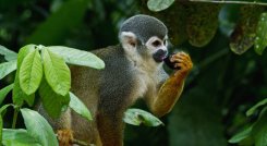 Esta serie de tres partes, se adentra en los fascinantes mundos ocultos de los mamíferos que evolucionaron para gobernar estos hermosos paisajes. / Foto: Cortesía