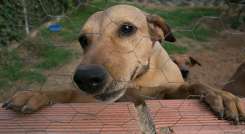 Hay unos 150 refugios de perros y gatos abandonados existentes en el área metropolitana de Cúcuta/ Foto: Juan Pablo Cohen