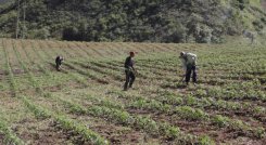 La meta del Proyecto de Sustitución Voluntaria es erradicar 80 de las 400 hectáreas en zona rural de Cúcuta./Foto: archivo/La Opinión