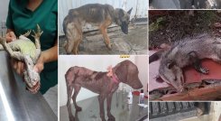 Perros, gatos y animales silvestres, como zarigüeyas e iguanas, han sido rescatados por animalistas, luego de ser maltratados o abandonados. / Fotos: Cortesía