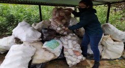 Se recolectaron más de 100 bultos de residuos de agroquímicos./ Cortesía 