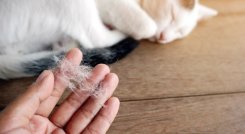 Cinco trucos para eliminar el pelo de gato de tu ropa