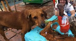 En lo que va corrido del año, el Concejo ha aprobado ya dos proyectos de acuerdo en favor de la protección y bienestar animal./Foto Archivo La Opinión