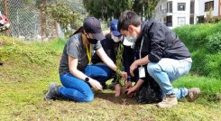 Sembraron 40 árboles de sauce. Cortesía/La Opinión