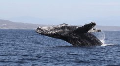 Ballena Jorobada