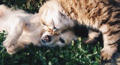 Las mascotas tienen espacio en las redes sociales