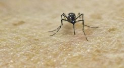 Dengue, ecial durante esta época de lluvias donde se incrementan los casos de transmisión.