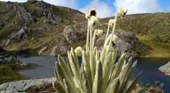 En Santurbán es el mayor productor de agua de los Santanderes. Foto Roberto Ospino/La Opinión.