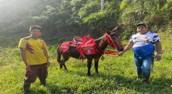  El técnico en salud pública, Luis Fernando Rojas recibió la mula dotada con los elementos de primeros auxilios. Foto: Cortesía/La Opinión.