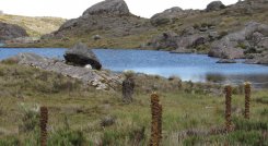 Los frailejones custodian las fuentes hídricas.