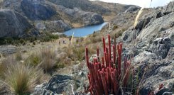 Las comunidades están comprometidas en la defensa del páramo de Santurbán. Foto: Roberto Ospino/La Opinión.   