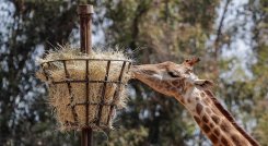 "La idea es proteger a los animales más susceptibles de contraer coronavirus y al mismo tiempo hacer un seguimiento sobre si las vacunas generan la inmunidad. /AFP