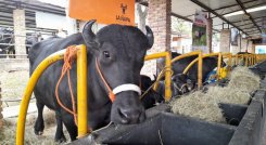 El búfalo está siendo aprovechado para cuatro propósitos: queso, carne, pieles y amistad por ser un punto de encuentro a nivel mundial.