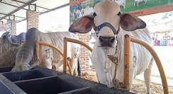 Ganaderos de Venezuela buscan recuperar las fincas expropiadas./Foto cortesía