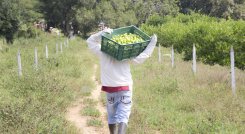 La agricultura es un factor clave para la recuperación sostenible de América Latina y el Caribe. / Foto: Colprensa