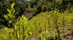 Por décadas, los países productores de coca han sido Colombia, Bolivia y Perú.  / Foto: Colprensa