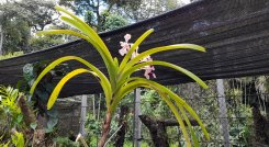 130 géneros de orquídeas se perdieron en el Orquideario Raúl Vásquez Dongo en Táchira por falta de presupuesto. Foto Anggy Polanco / La Opinión 