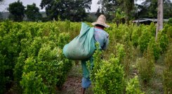 El PNIS no ha funcionado como se esperaba en la región del Catatumbo./Foto archivo La Opinión