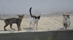 Los más de 70 refugios de animales, sin ánimo de lucro que funcionan en la ciudad, solicitan ayudas para seguir atendiendo a estos animales.  / Foto: Archivo / La Opinión 