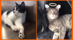 Filtros para mascotas. / Foto: Cortesía