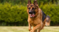 En los perros se presenta dolor principalmente en las articulaciones de codo, rodillas y cadera. / Foto: Cortesía