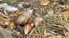 Desde hace varios años, los caracoles africanos se han extendido en la población de Umuquena en Táchira. / Fotos:  Anggy Polanco / La Opinión 
