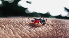 Dengue. / Foto: Cortesía