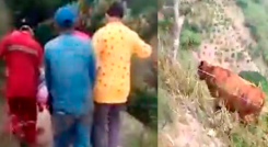 Una vaca le cayó encima a una embarazada y mató el bebé./Foto: cortesía