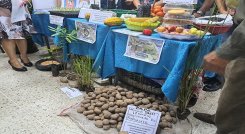 Prometen controlar el contrabando de papa que ingresa a Venezuela por las trochas. Fotos Anggy Polanco / La Opinión 