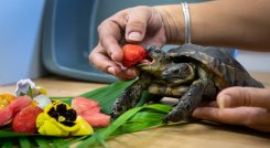 Tortuga bicéfala. / Foto: AFP