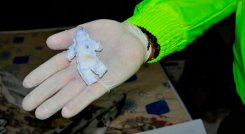 La policía hizo el macabro hallazgo en la casa de la abuela del menor.