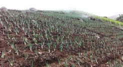 Hectáreas sembradas en Venezuela.