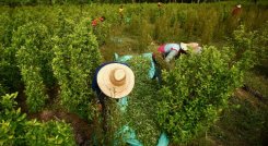 En el Catatumbo no hay quién compre la cocaína y esto tiene en aprietos a los campesinos./Foto archivo La Opinión