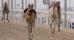 Carrera de dromedarios en Catar