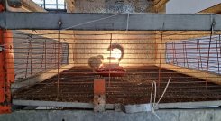  Sector avícola reporta escasez de pollitos bebés tras apertura de frontera. Foto Anggy Polanco / La Opinión