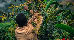 En Norte de Santander hay unas 23.000 hectáreas cultivadas de café, en 36 de los 40 municipios. / Foto Cortesía