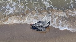 Venezuela declara alerta sanitaria por gripe aviar en pelícanos./Foto: AFP